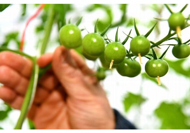 Chauffer des serres pour avoir des tomates bio en hiver est une aberration