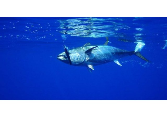 La pêche industrielle s'attaque au Pacifique