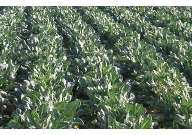 Un département bio et une  escapade  gourmande: Le Finistère