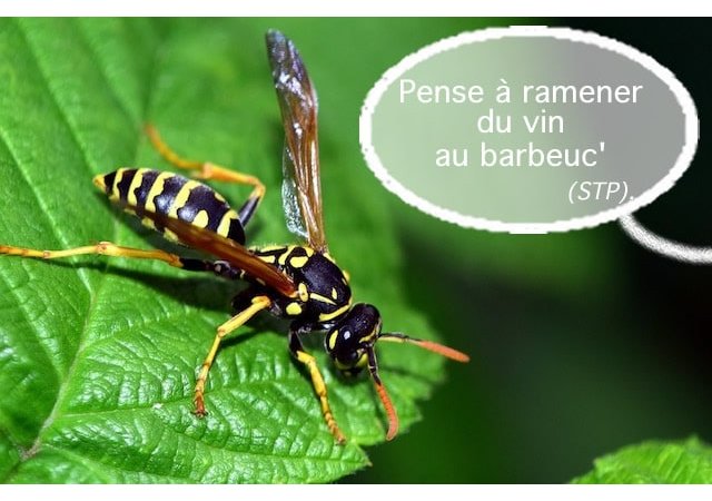 À quoi servent vraiment les guêpes, ces démons venus de l’Enfer