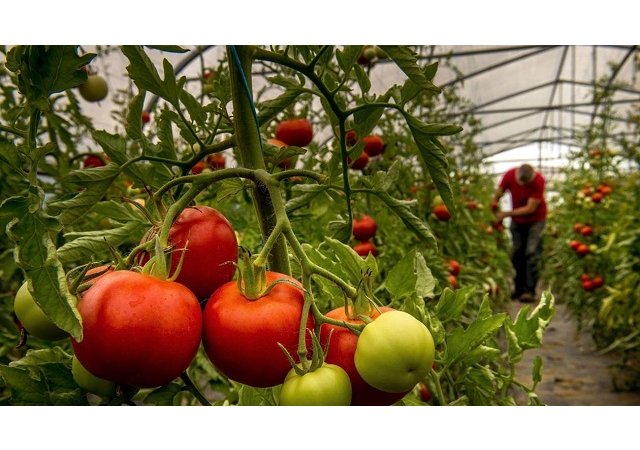 Vannes crée sa régie de maraîchage et c’est bio