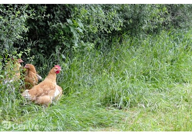 La filière des volailles fermières d’Auvergne au secours des abeilles
