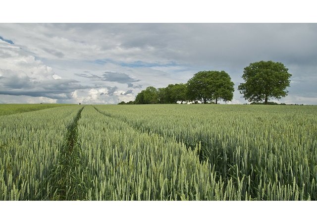 Semences en Open source : le combat de David contre Goliath