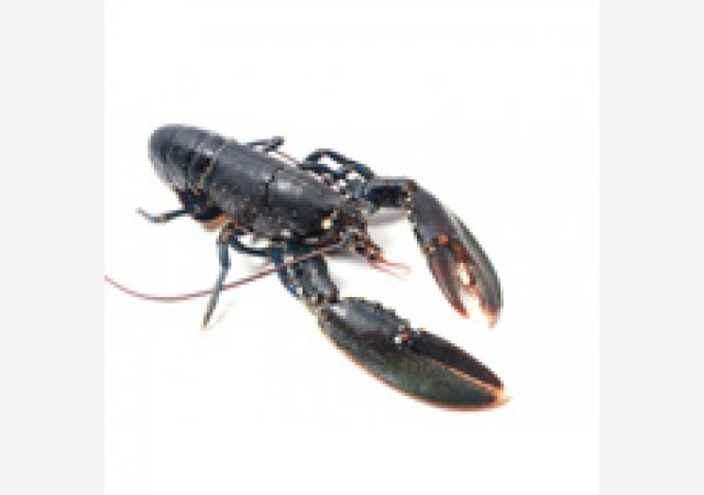 Plateau de fruits de mer frais